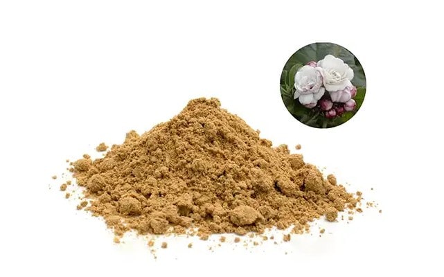 Nguyên liệu cao bạch đồng nữ ở đâu?