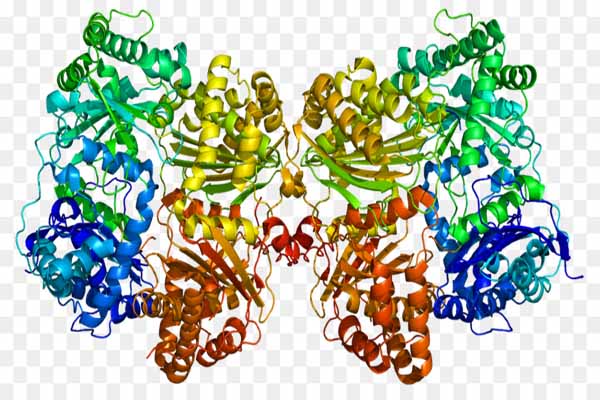 Enzyme có cơ chế tác dụng thế nào?