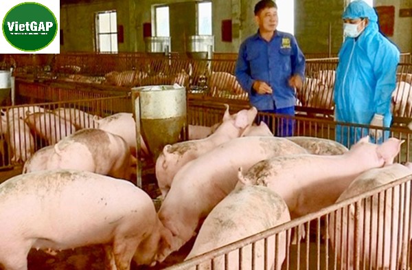 Thú y thủy sản – Lợi ích Vietgap trong chăn nuôi