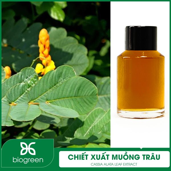 Cây muồng trâu để làm gì?