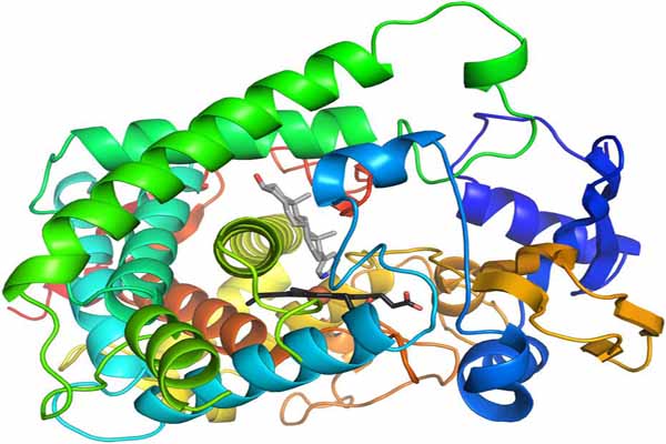 Giải đáp: Enzyme là thuốc gì?