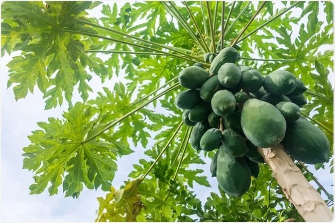 Thu nhận enzyme papain từ thiên nhiên bằng phương pháp gì?